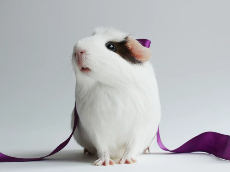 animal, guinea pig, ribbon