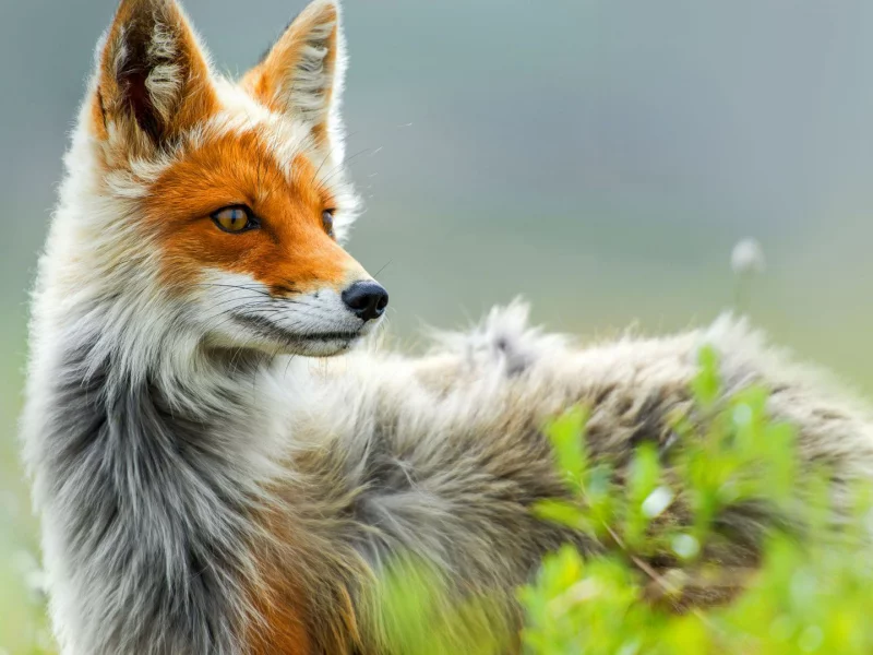 animal, fox