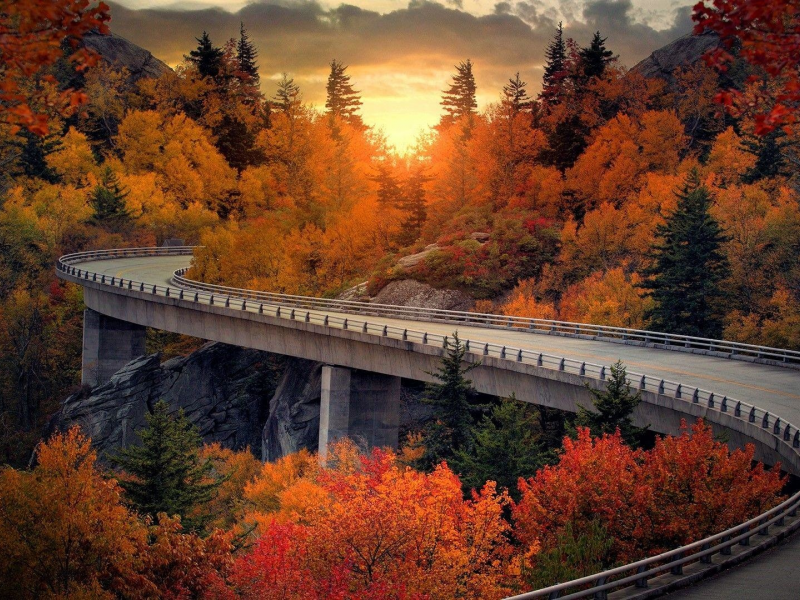 nature, forest, sunset, road, bridge