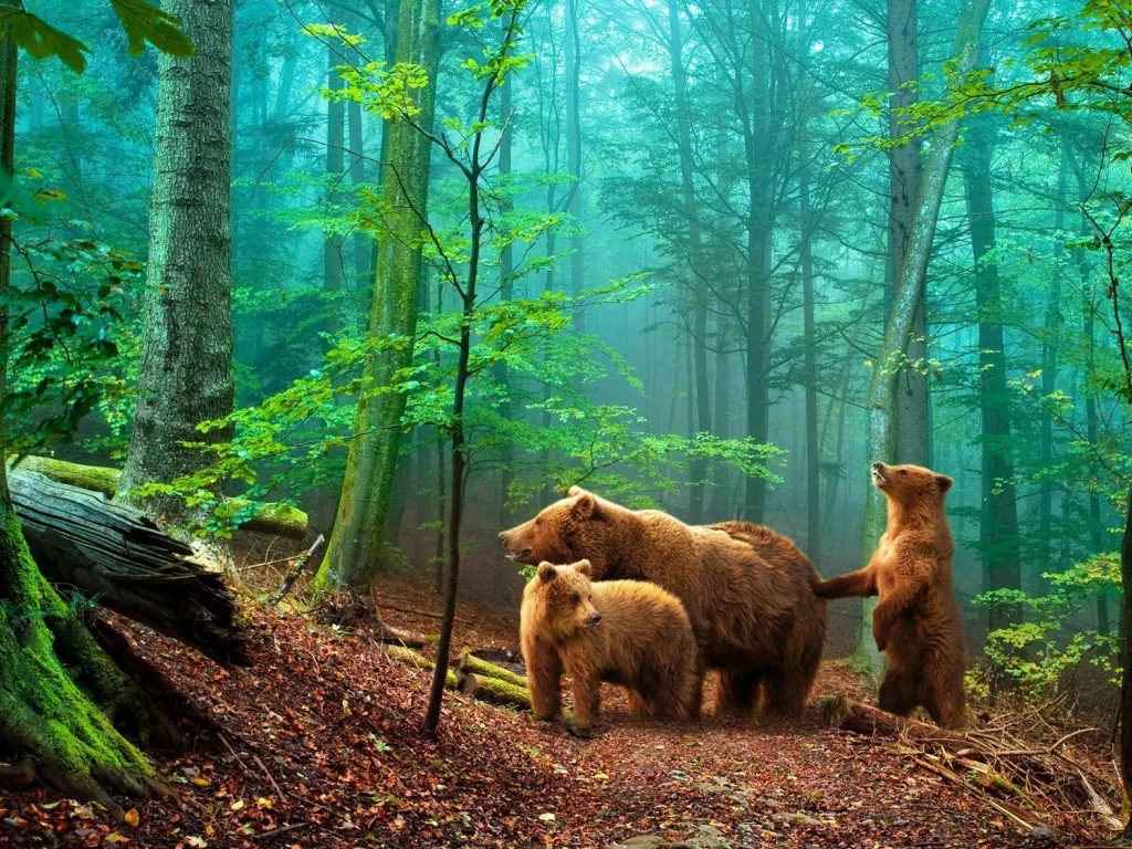 nature, nature