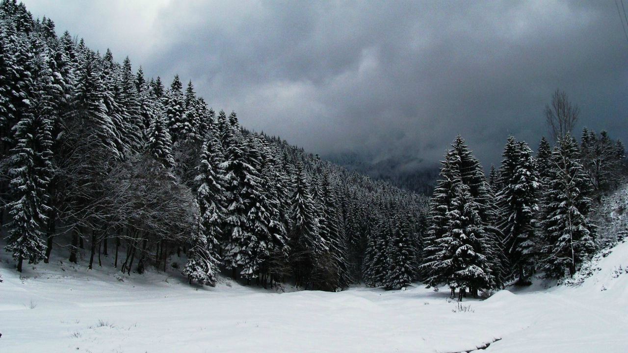 nature, winter, forest, snow, spruce, pine, night, blizzard