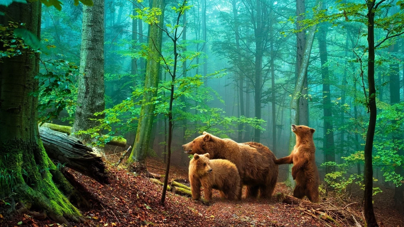 nature, nature