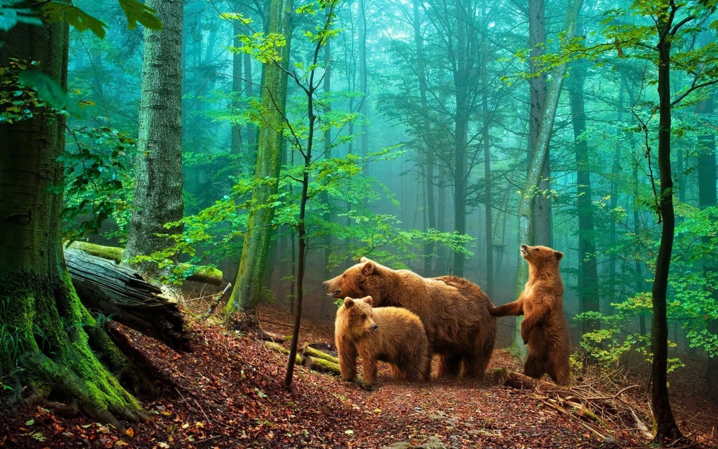 nature, nature