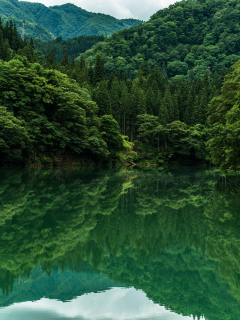 nature, forest, lake, reflection