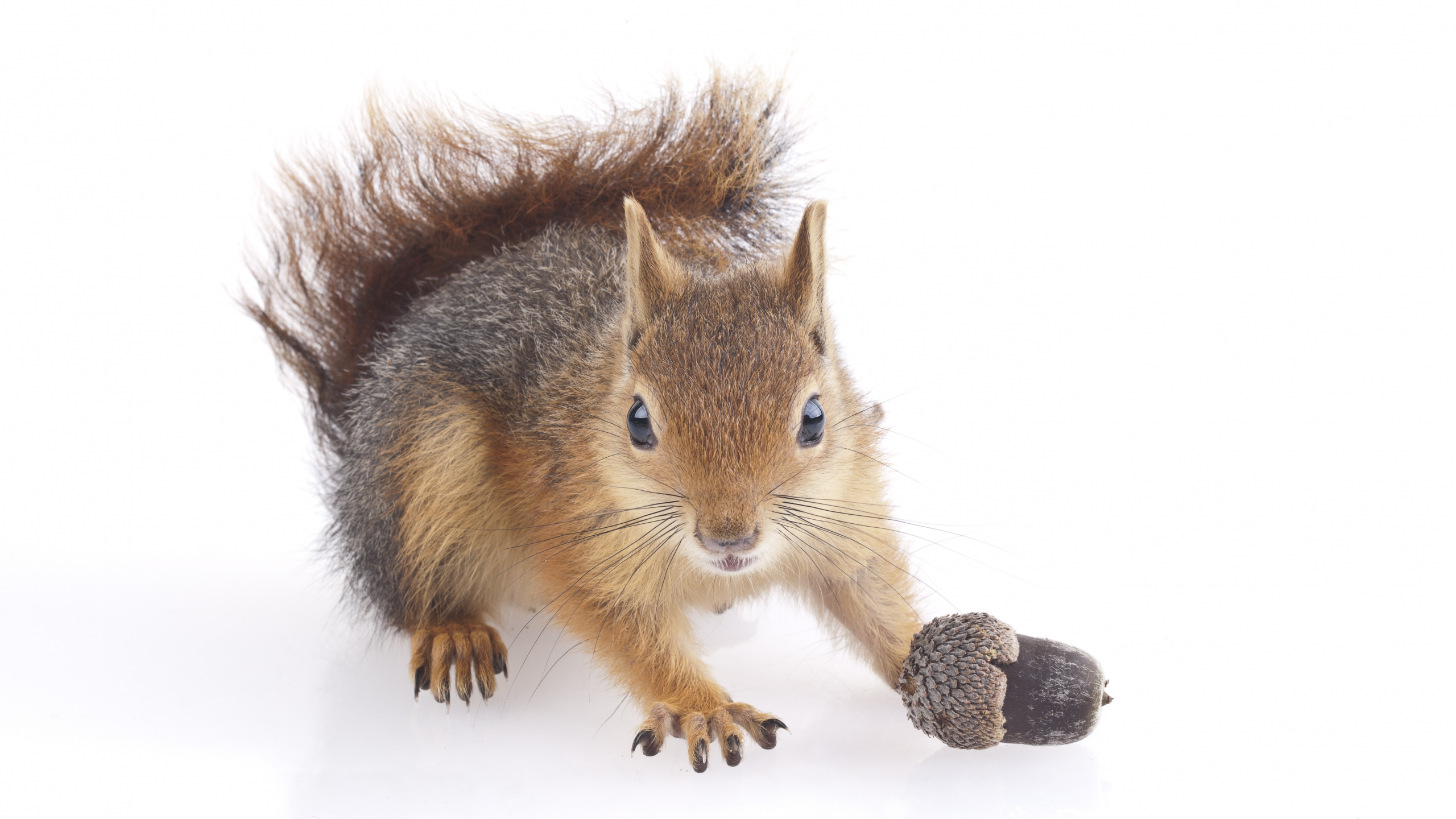 animal, squirrel, nut