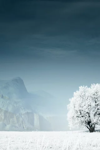 пейзаж, дерево, снег, зима