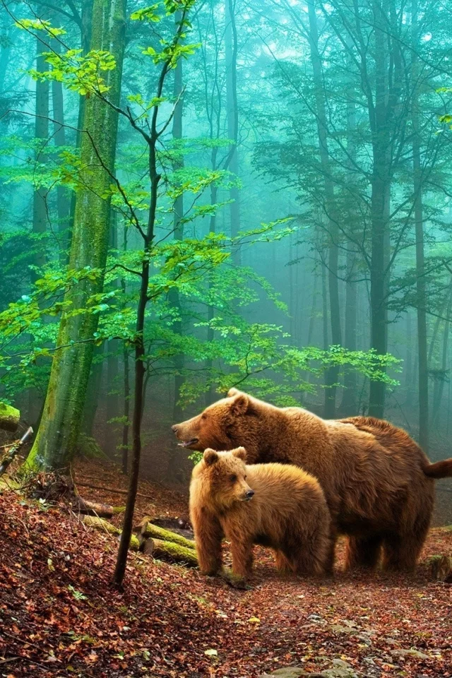 nature, nature