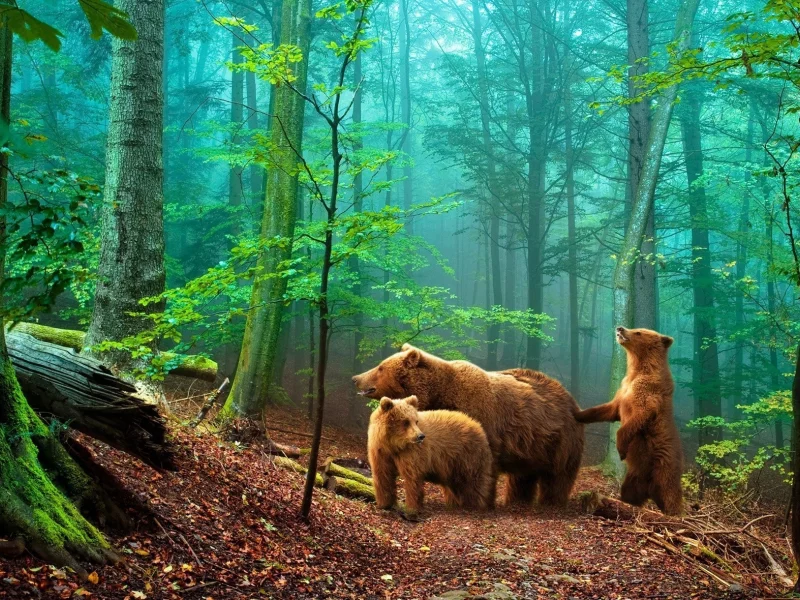 nature, nature