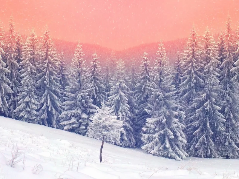 nature, nature