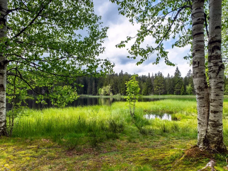 nature, nature