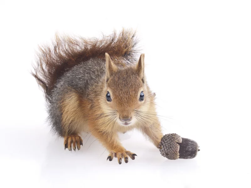 animal, squirrel, nut