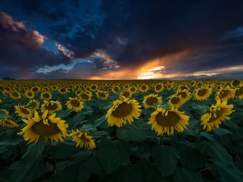nature, nature