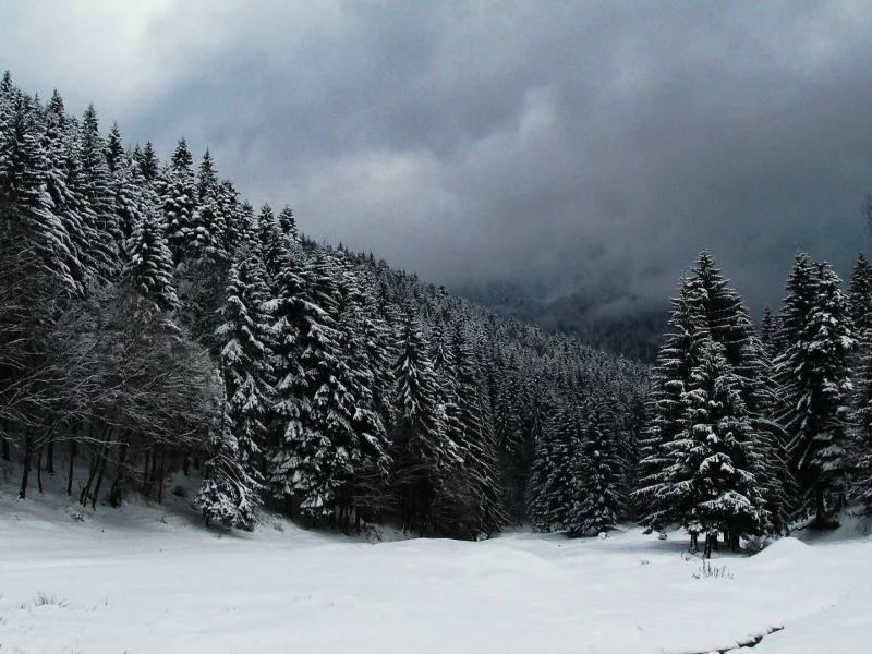 nature, winter, forest, snow, spruce, pine, night, blizzard