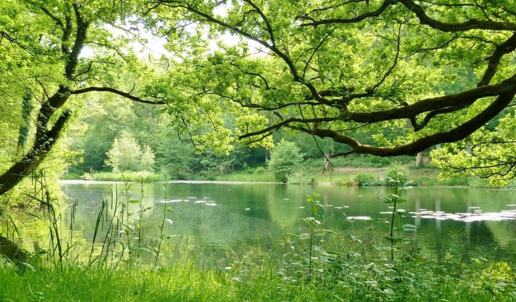 nature, nature