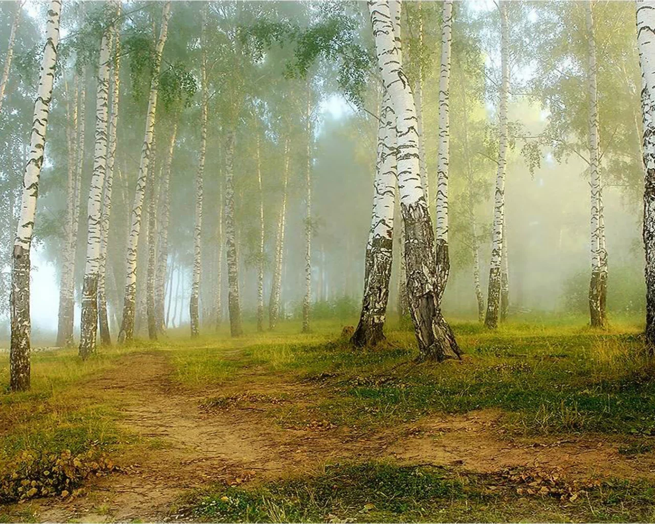 nature, nature