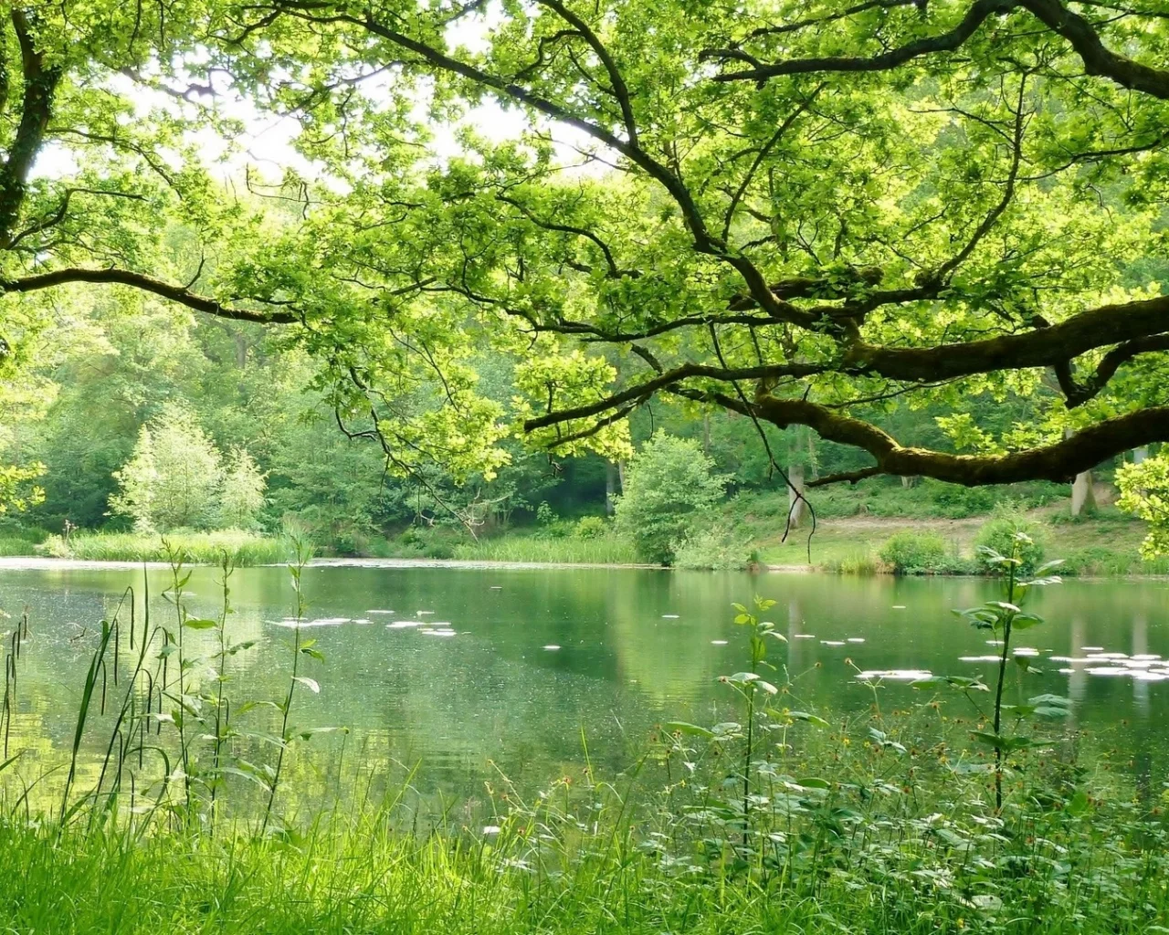 nature, nature