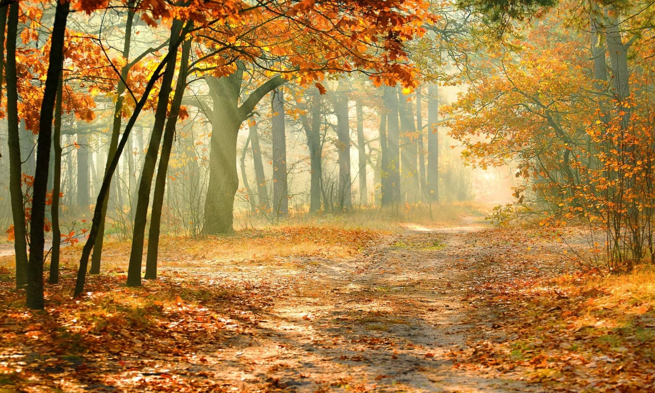 nature, nature