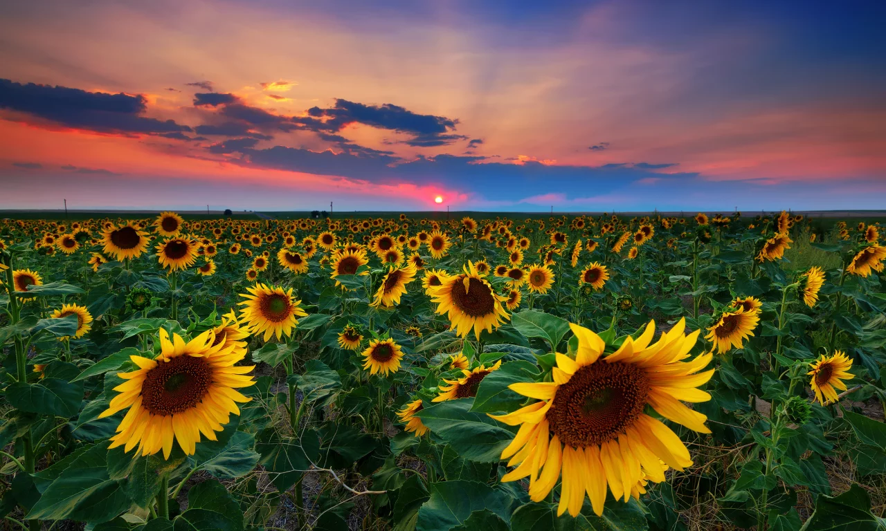 nature, nature