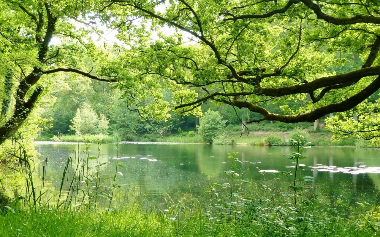 nature, nature