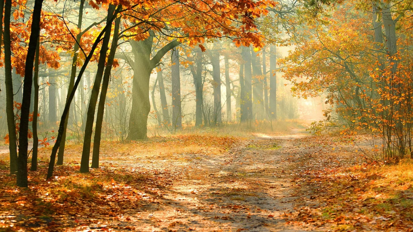 nature, nature