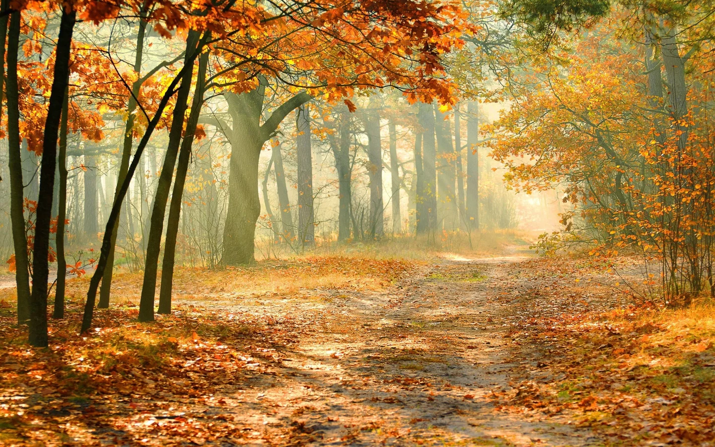 nature, nature