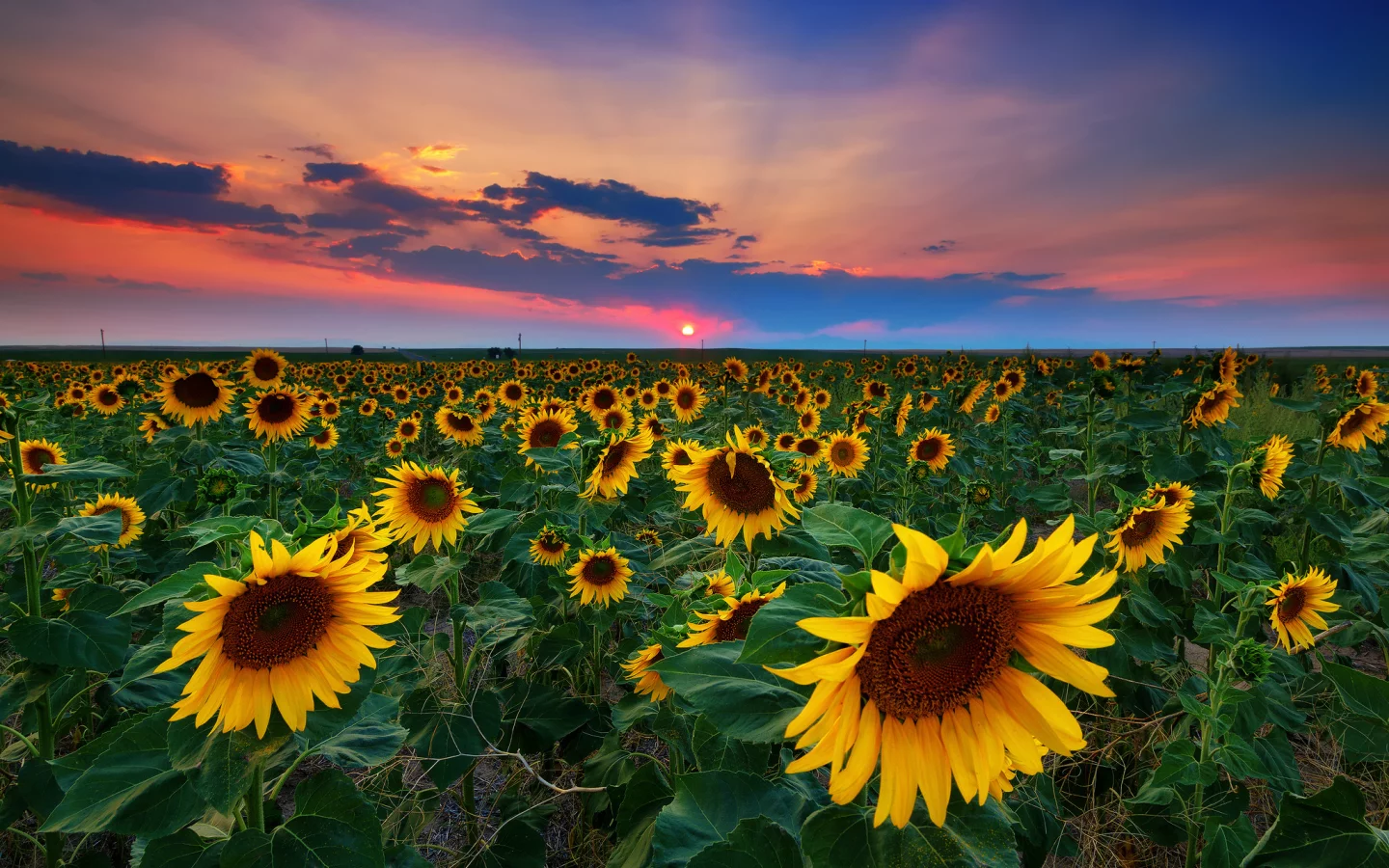 nature, nature