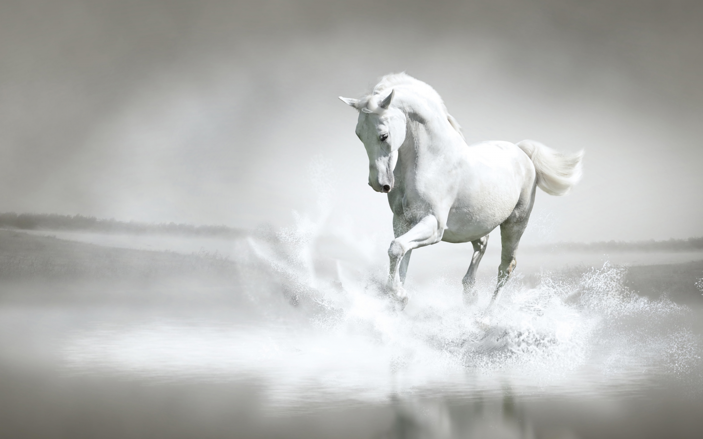 animal, horse, white