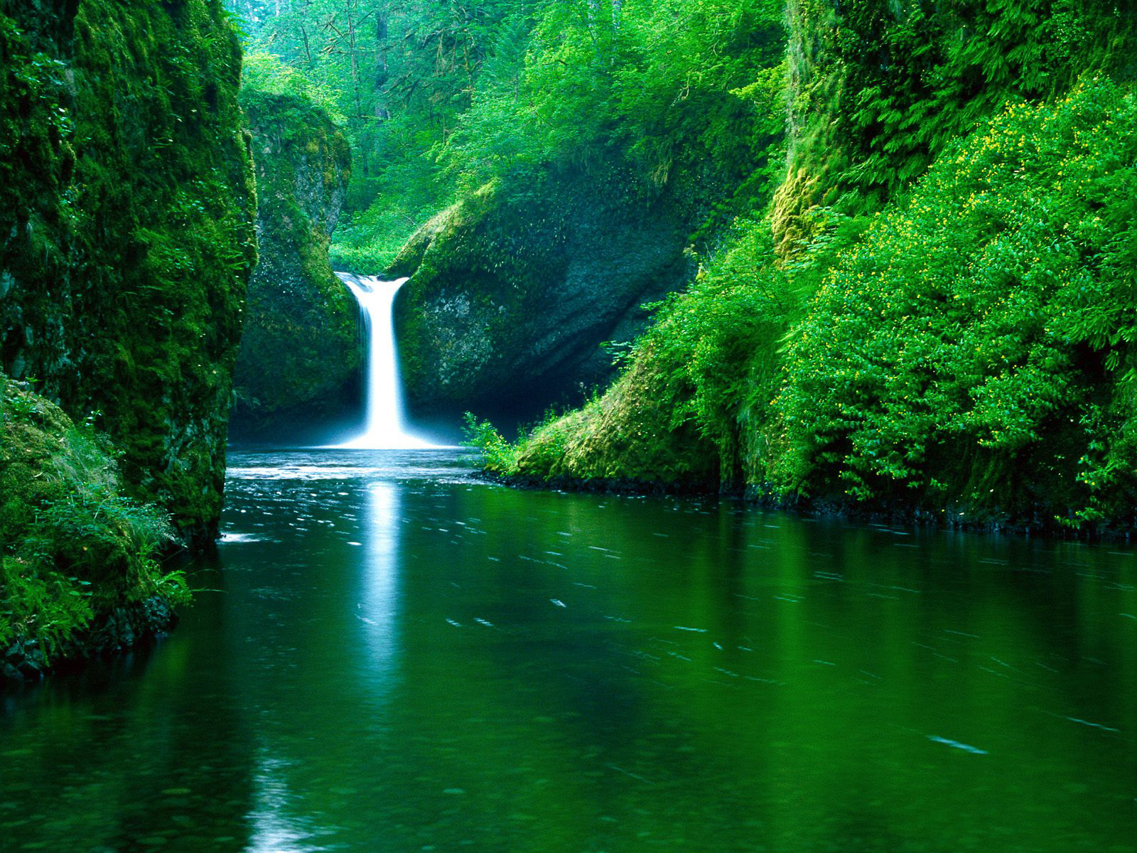 nature, forest, river, waterfall