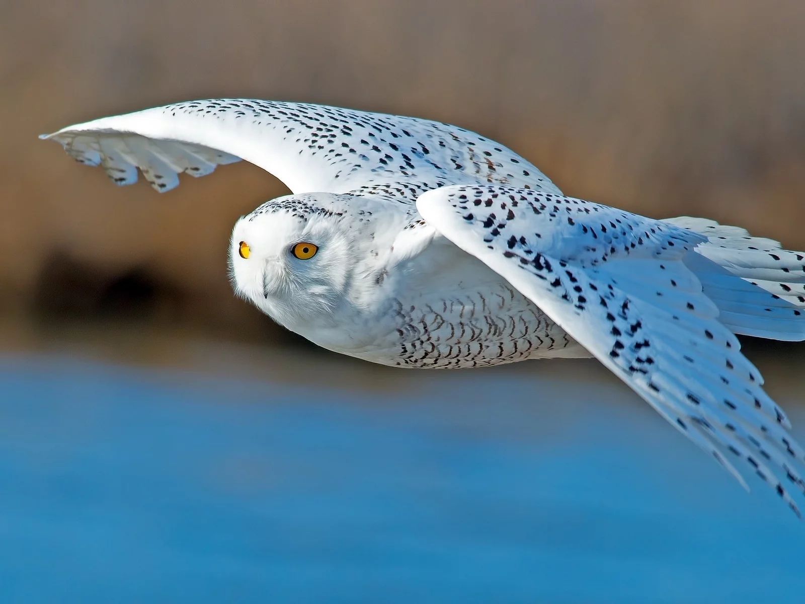 bird, owl, polar, flight