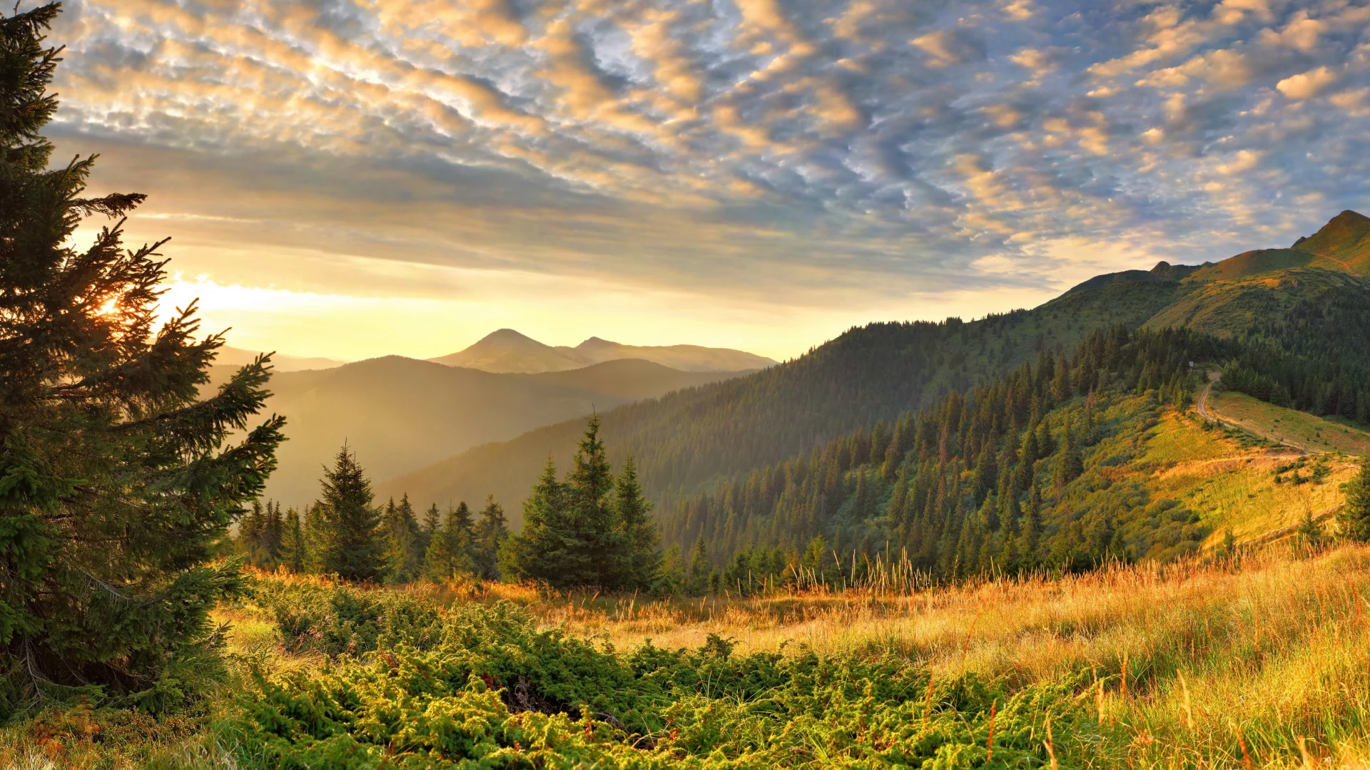 nature, forest, mountains, sky, trees