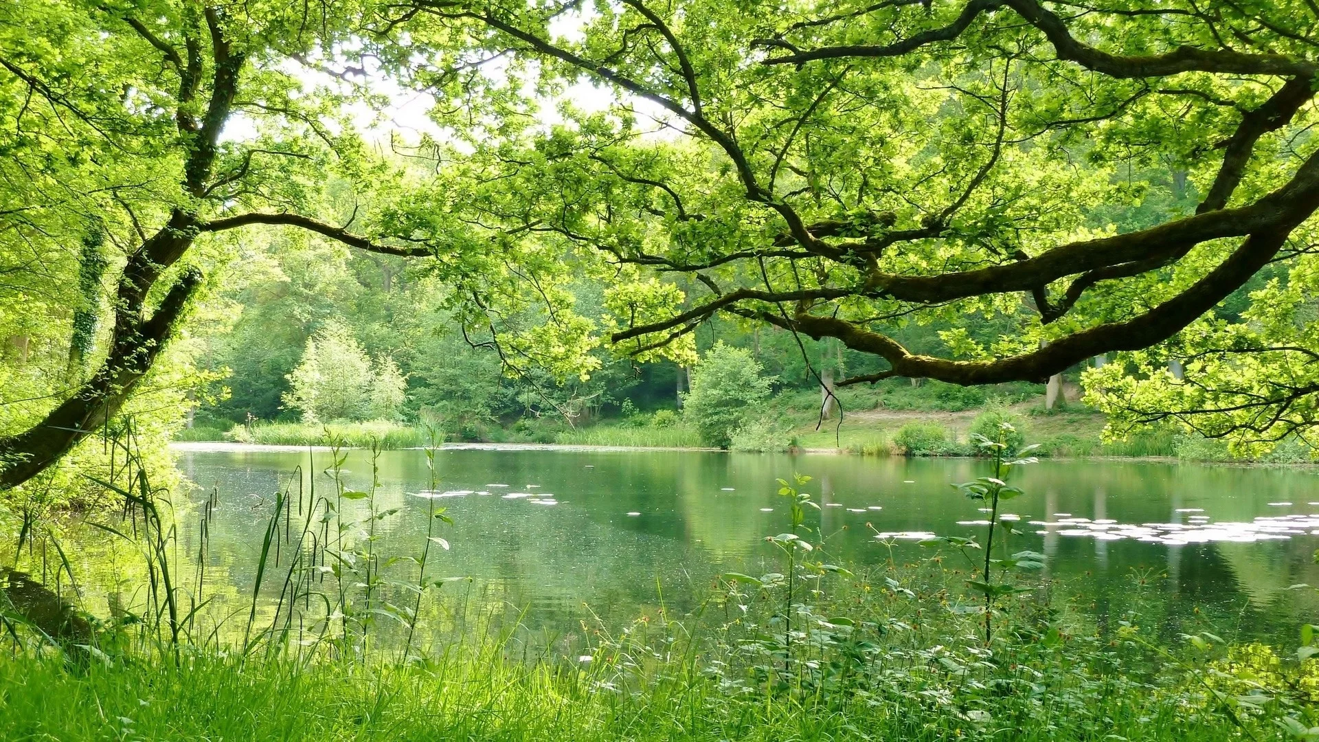 nature, nature