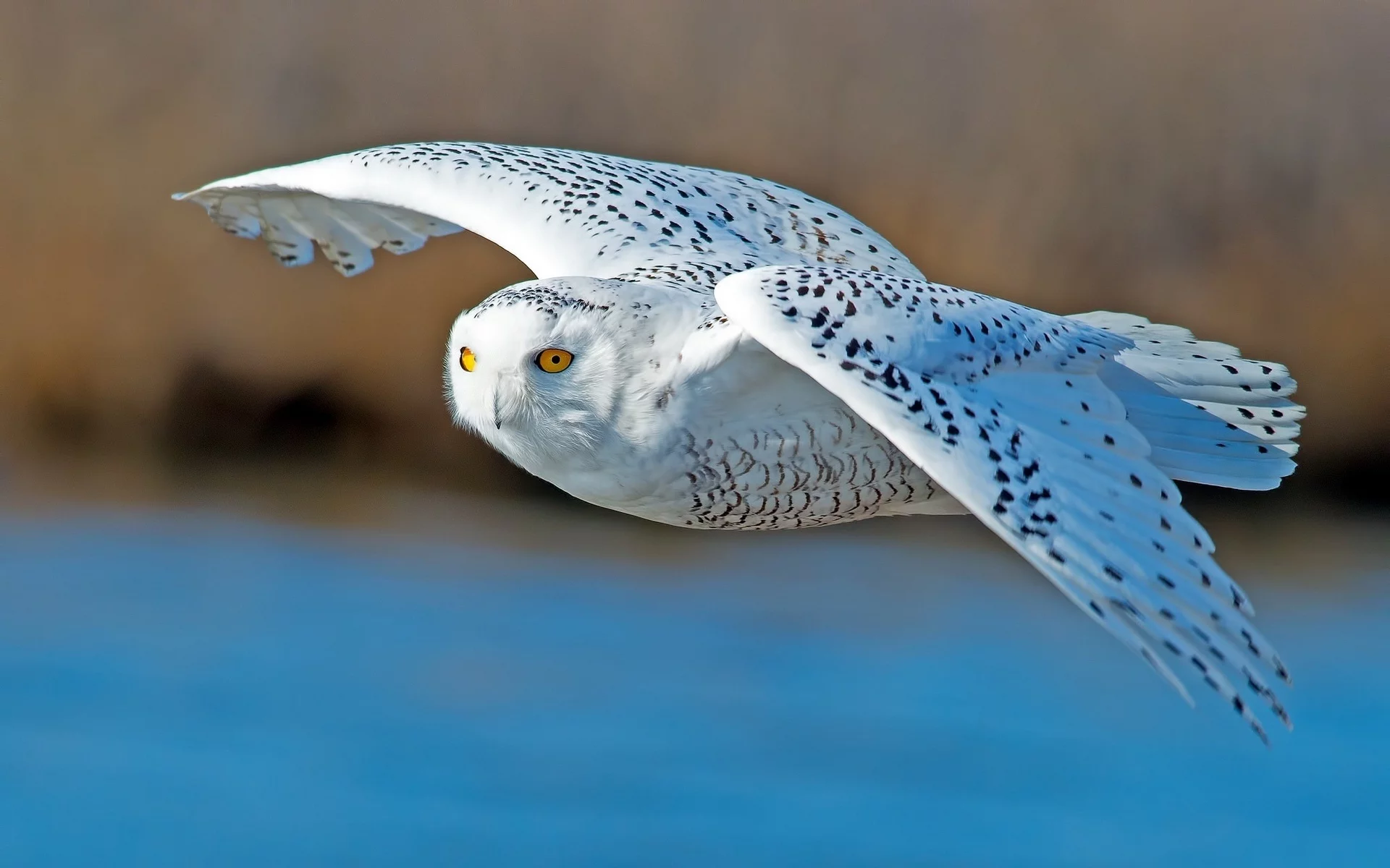 bird, owl, polar, flight