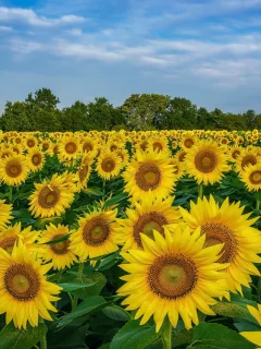 nature, nature