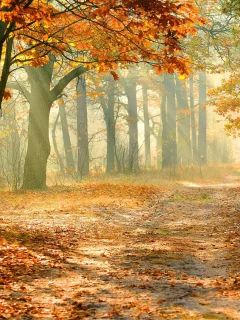 nature, nature