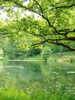 nature, nature