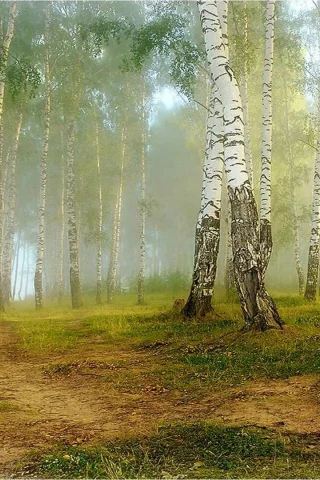 nature, nature