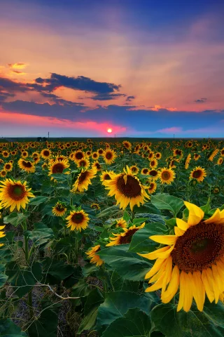 nature, nature