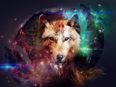 animal, wolf, lights