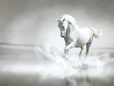 animal, horse, white