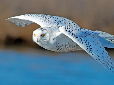 bird, owl, polar, flight