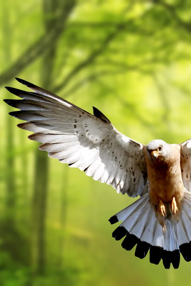 bird, dove, forest, flight