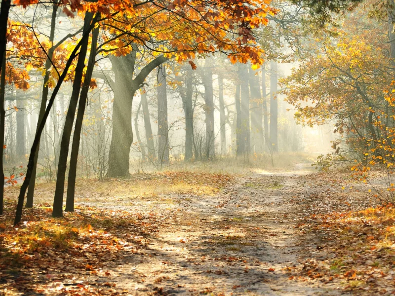 nature, nature