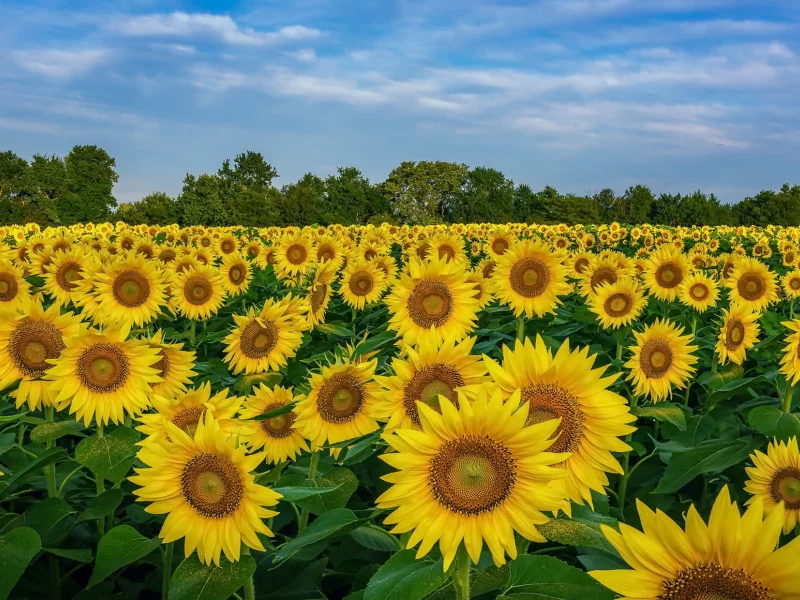 nature, nature
