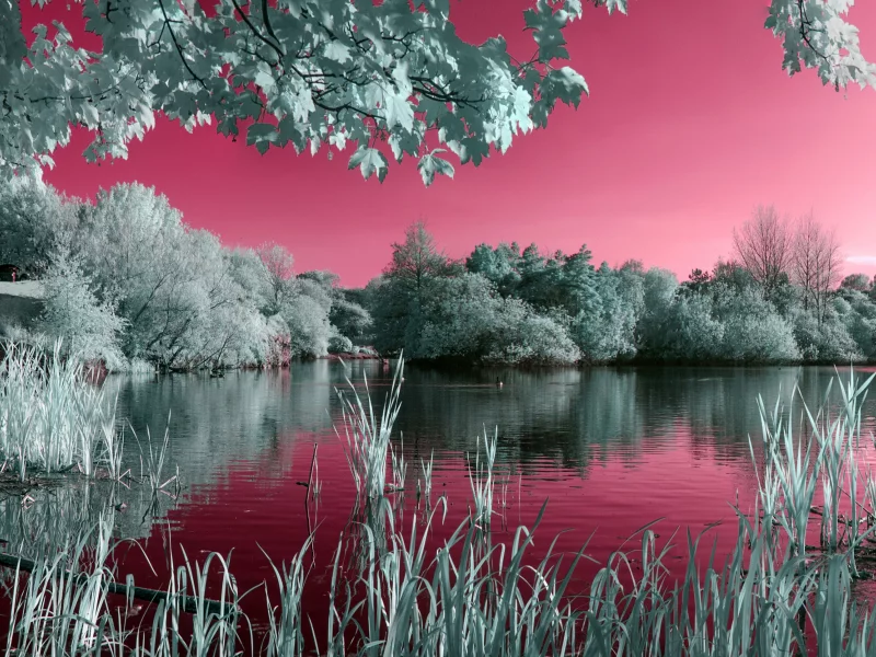 nature, nature