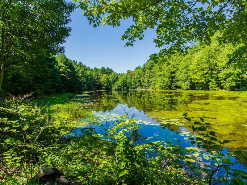 nature, nature