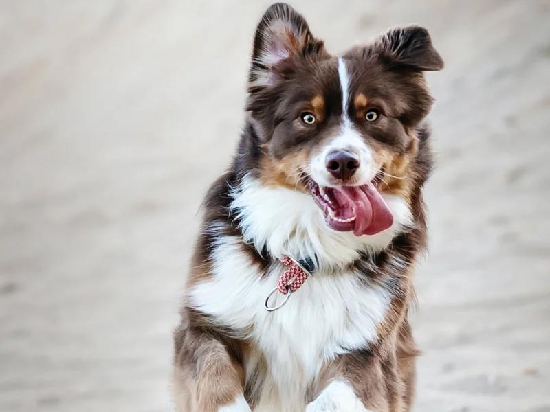 animal, dog, tongue