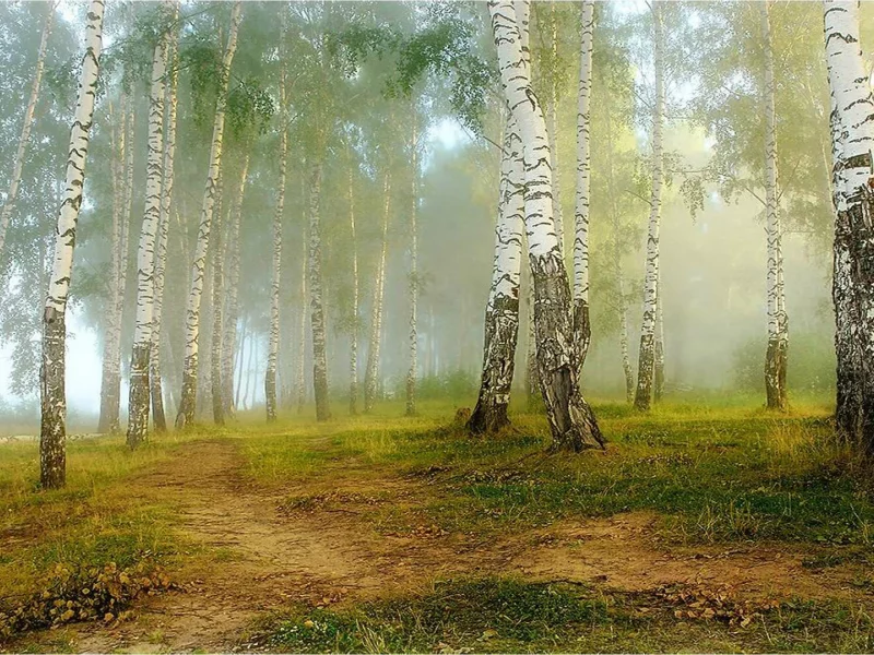 nature, nature