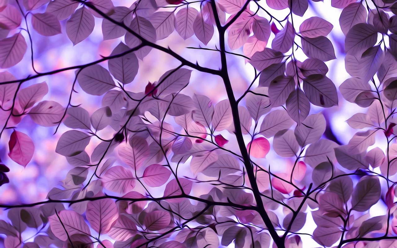 nature, nature