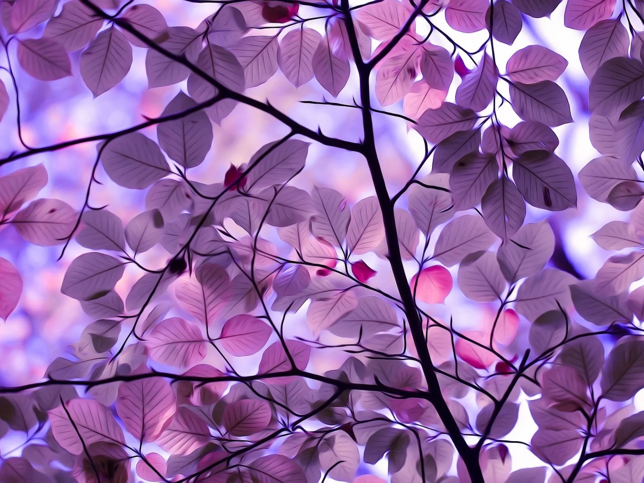 nature, nature