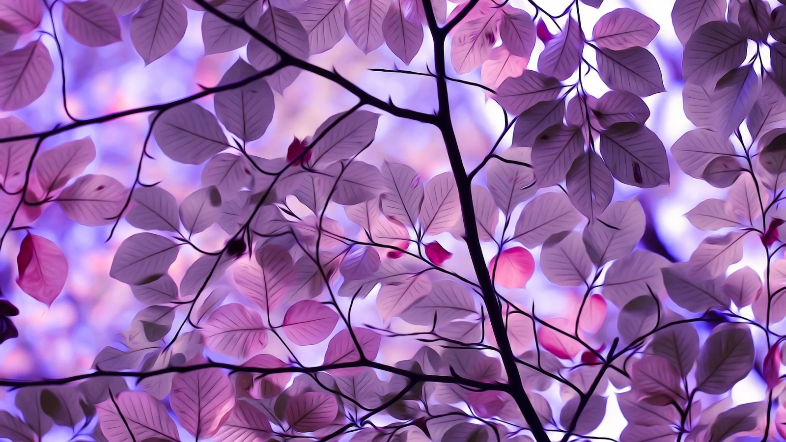 nature, nature